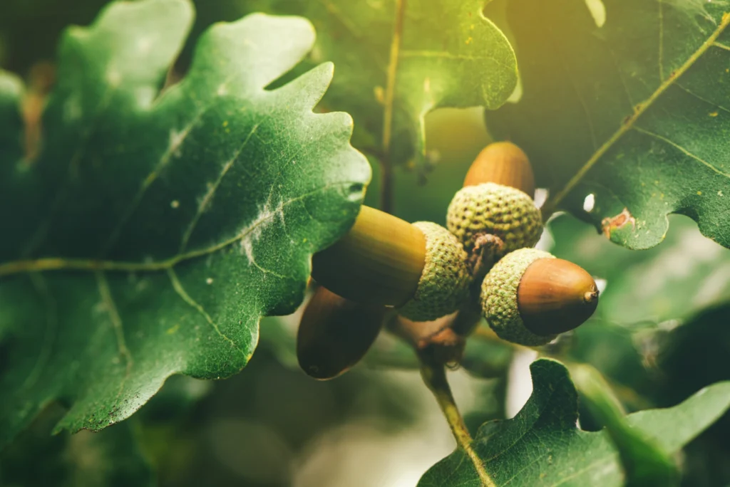 カシワの葉とどんぐり